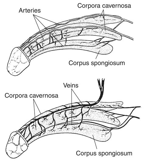 penuis pictures